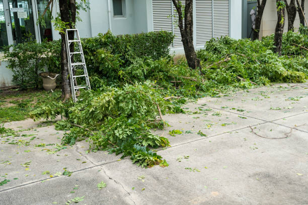 Tree and Shrub Care in Park River, ND