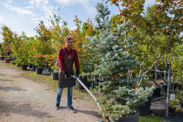 Why Choose Our Tree Removal Services in Park River, ND?