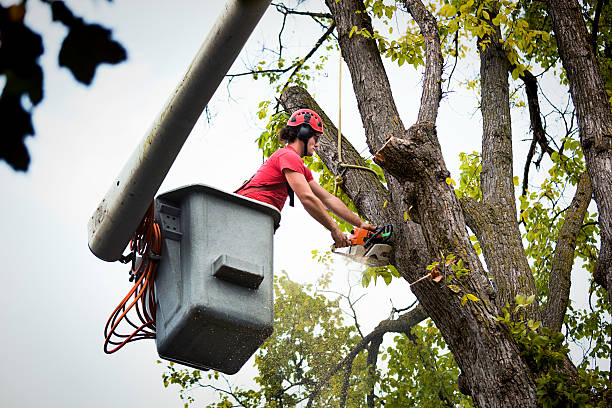 Park River, ND Tree Services Company